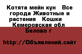 Котята мейн кун - Все города Животные и растения » Кошки   . Кемеровская обл.,Белово г.